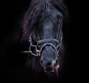 black stallion 2 for blog
