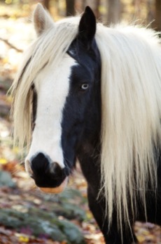 gypsy horse for blog
