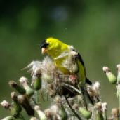 Bird - American Goldfinch 3