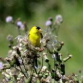 Bird - American Goldfinch 4