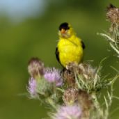 Bird - American Goldfinch