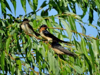 Bird - Barn Swallow 2