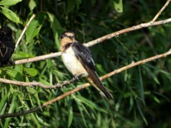 Bird - Barn Swallow