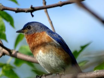 Bird - Eastern Bluebird 2