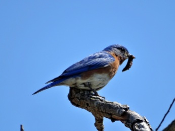 Bird - Eastern Bluebird
