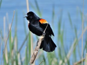 Bird - Red-winged Blackbird 2