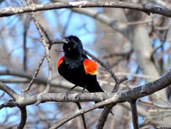 Bird - Red-winged Blackbird