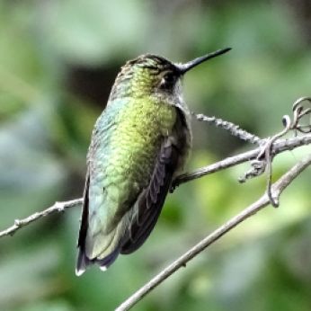 Bird - Ruby-throated Hummingbird 2
