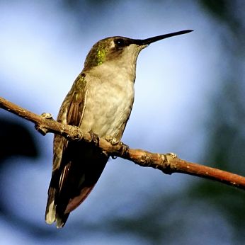 Bird - Ruby-throated Hummingbird 3
