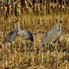 Bird - Sandhill Cranes 2