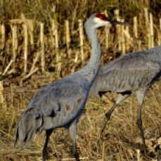 Bird - Sandhill Cranes 3