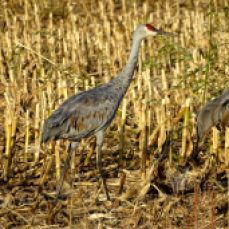 Bird - Sandhill Cranes