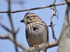 Bird - Song Sparrow 2