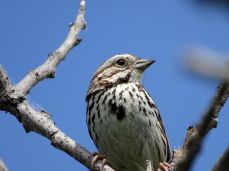 Bird - Song Sparrow